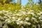 Lush spring white flowering of Spiraea or Bridal Wreath in a sunlight. Spiraea is deciduous ornamental shrub often grown as hedges