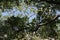 Lush spring woodland foliage on blue sky background