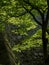 Lush springtime greenery of momiji trees under the walls of Marugame castle