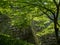 Lush springtime greenery of momiji trees under the walls of Marugame castle