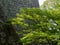 Lush springtime greenery of momiji trees under the walls of Marugame castle