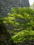 Lush springtime greenery of momiji trees under the walls of Marugame castle