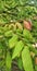 Lush starfruit leaves are mesmerizing