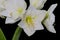 lush stem of white amaryllis blossoms and green stems on black background, fine art still life color macro