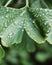 Lush summer green gingko