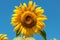 Lush sunflower, blue sky