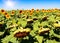 Lush sunflower field