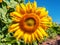 Lush sunflower, field