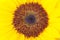 Lush sunflower in macro photo, ultra detailed and defined.