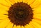 Lush sunflower texture