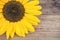 Lush sunflower on wooden background