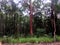 A lush tall Australian bushland