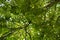 Lush tall green trees in the forest near Birkach village in Germany