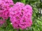 Lush terry pink inflorescence of crape myrtle