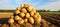 Lush and thriving potato crop in full bloom on a picturesque summer day at the plantation.