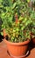 Lush TOMATO plant on the terrace in a ECOLOGICAL urban garden