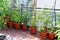 Lush TOMATO plant on the terrace in a ECOLOGICAL urban garden