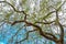 A lush tree with blue sky foliage in the background. The concept of nature and life.