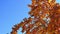 Lush tree with golden leaves on thin branches under blue sky