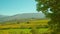 Lush tree grows against huge grape plantation near mountain