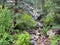 Lush trees and plants line the mountainside stream of Mt Graham