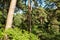 Lush trees, plants and shrubbery in the summertime countryside.