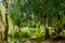 Lush trees reflected in a pond