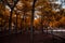 Lush trees in the town square of Serang