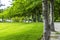 Lush trees with white barks and abundant leaves along road and grassy lawn