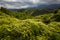 Lush tropical forest, storm clouds