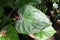 Lush Tropical heart-shaped green leaf with droplets of water in a sunlight