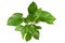 Lush tropical `Homalomena Rubescens Maggy` houseplant with large healthy leaves on white background