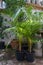 Lush tropical plants with green leaves cultivated in pots for improving home decor and interior