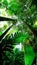 Lush Tropical Rainforest Canopy illustration Artificial Intelligence artwork generated