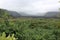 A lush tropical rainforest with three waterfalls flowing down a cliffside on a foggy day at Wailua Canyon