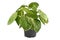 Lush tropical `Syngonium Macrophyllum Frosted Heart` houseplant in flower pot on white background