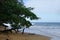 Lush tropical tree branch hanging over area of yellow beach sand with gentle surf on the background
