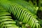 Lush tropical vegetation of the islands of Hawaii