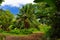 Lush tropical vegetation of the islands of Hawaii