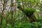 Lush tropical vegetation in Pihea trail