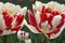 Lush tulip flower of peculiar colors in red and white tones.