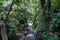 Lush undergrowth jungle vegetation in the dense rainforest of Monkey forest, Bali island, Indonesia