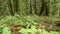 Lush Undergrowth Pacific Northwest Forest