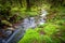 Lush undergrowth with stream