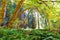 Lush understory canopy in redwood forest