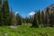 Lush Valley in Montana Wilderness