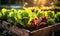 Lush vegetable garden in raised wooden bed with vibrant green lettuce and red chard basking in the golden sunlight symbolizing