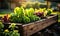 Lush vegetable garden in raised wooden bed with vibrant green lettuce and red chard basking in the golden sunlight symbolizing