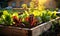 Lush vegetable garden in raised wooden bed with vibrant green lettuce and red chard basking in the golden sunlight symbolizing