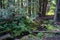 Lush vegetation along the Kootenai Falls and Swinging Bridge trail near Libby, Montana in the Kootenai National Forest